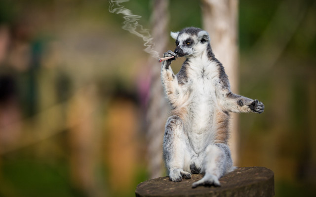 Shiba inu primitivism blurry background free wallpaper for desktop - medium preview image