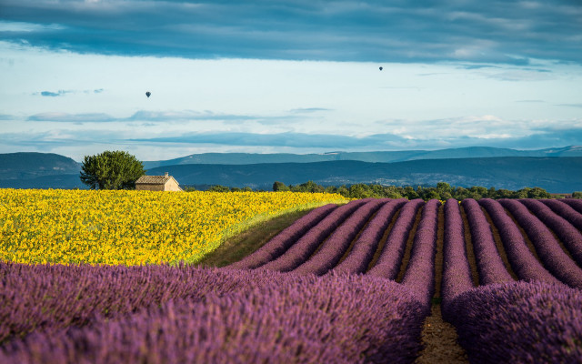 Lavender field house bird sky free wallpaper for desktop - medium preview image