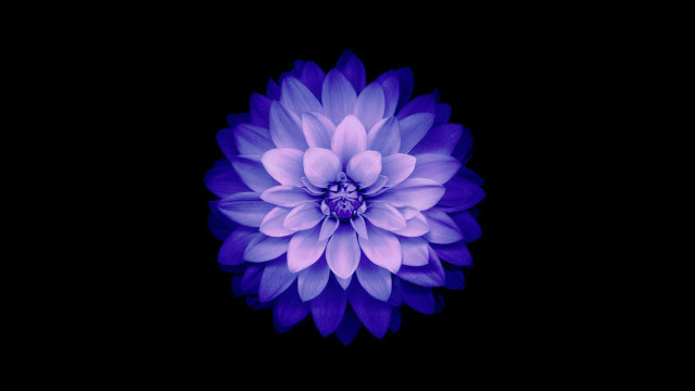 Purple flower blue center black free wallpaper for desktop - medium preview image