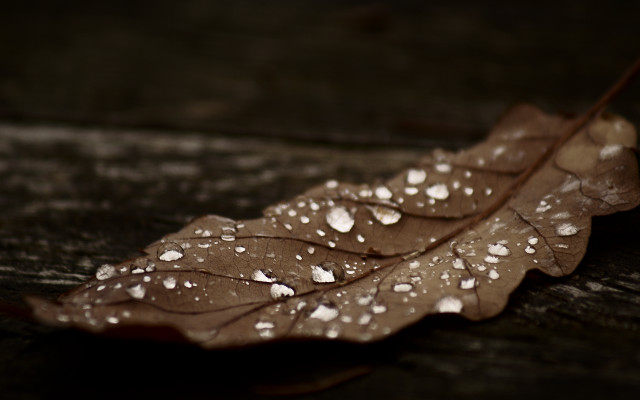 Leaf water droplets table top free wallpaper for desktop - medium preview image