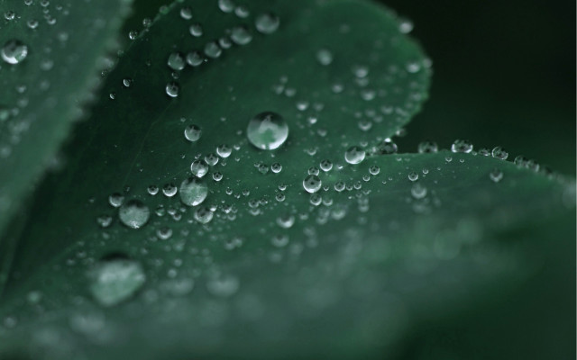 Green leaf water droplets macro #44 free wallpaper for desktop - medium preview image