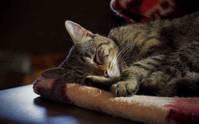 Sleeping cat tiltshift blurry animal free wallpaper for desktop - medium preview image