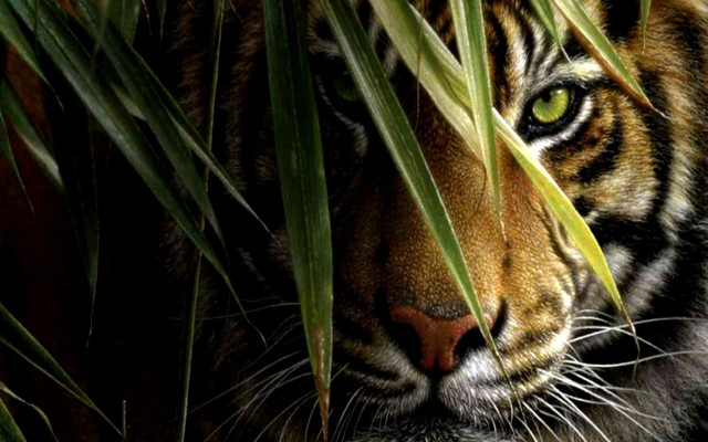 Tiger hiding tall grass serious #2 free wallpaper for desktop - medium preview image