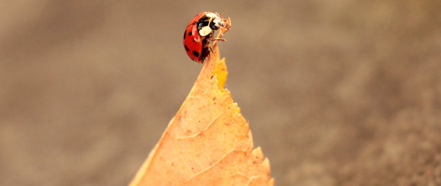 Ladybug leaf sidewalk fall macro free wallpaper for desktop - medium preview image