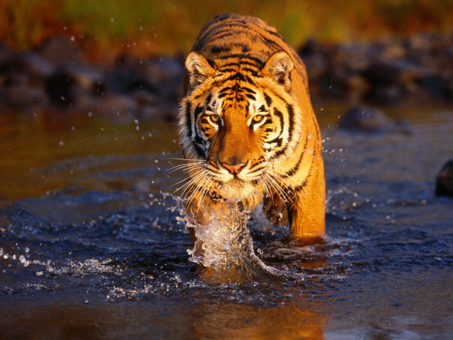 Tiger walking river fish mouth #3 free wallpaper for desktop - medium preview image