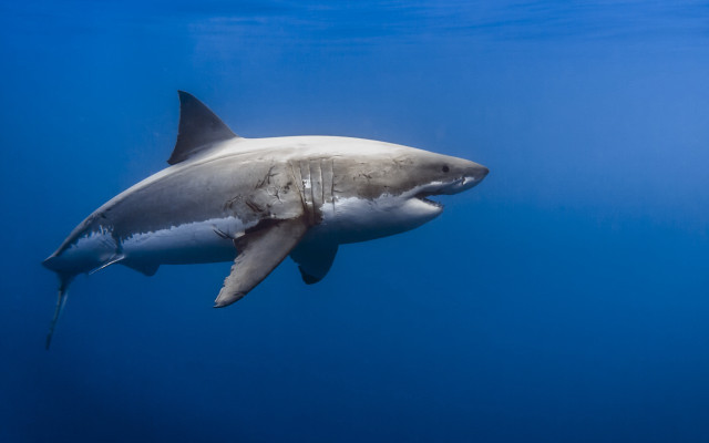 Shark camera precisionism puzzle award free wallpaper for desktop - medium preview image