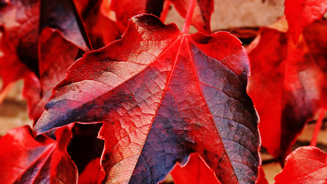 Red purple leaf macro background free wallpaper for desktop - medium preview image