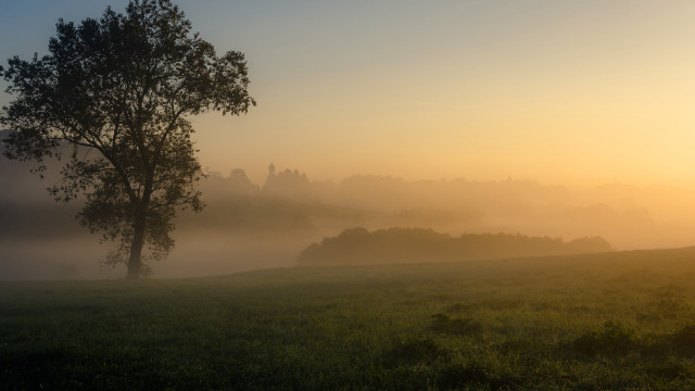 Tree foggy sunset matte bernd free wallpaper for desktop - medium preview image