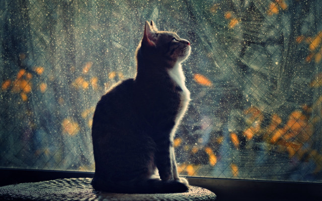 Cat cushion window leaves rain free wallpaper for desktop - medium preview image
