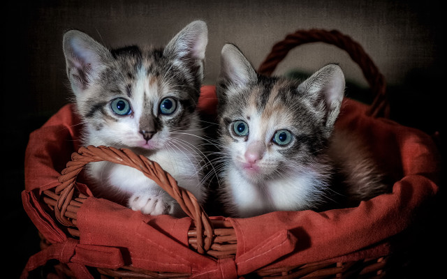 Kittens basket blue eyes red free wallpaper for desktop - medium preview image