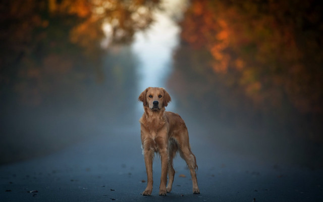 Dog forest road fog impressionist free wallpaper for desktop - medium preview image