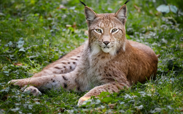 Lynx staring grass nature focus free wallpaper for desktop - medium preview image