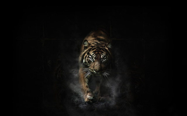Tiger walking dark room smoke free wallpaper for desktop - medium preview image