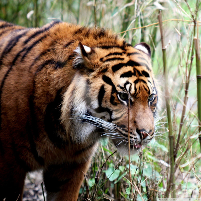 Tiger walking forest tall grass free wallpaper for tablet - medium preview image