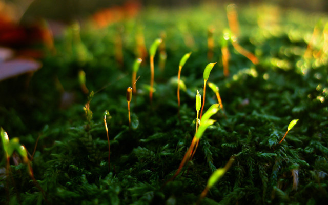 Grass leaves macro nature blurry free wallpaper for desktop - medium preview image