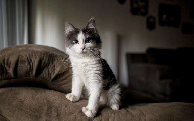 Sad cat couch rococo felix free wallpaper for desktop - medium preview image