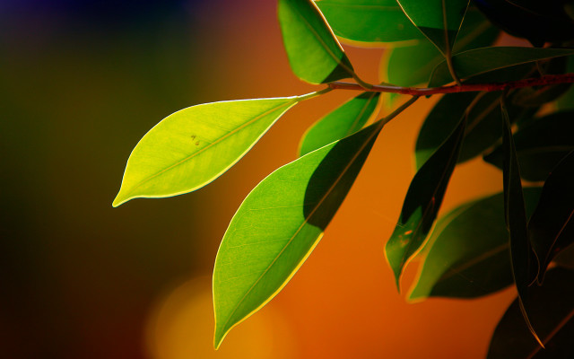 Green leaf hanging branch blurred free wallpaper for desktop - medium preview image