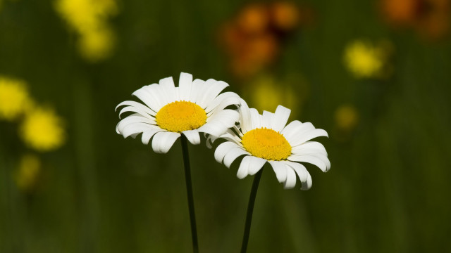 White flowers yellow background bokeh free wallpaper for desktop - medium preview image