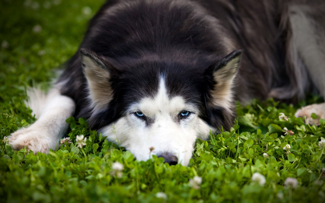 Black white dog blue eye free wallpaper for desktop - medium preview image
