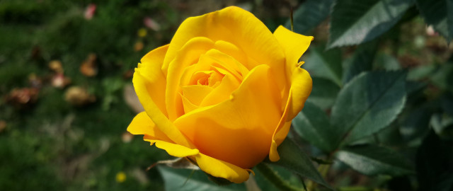 Yellow rose garden bokeh nature free wallpaper for desktop - medium preview image