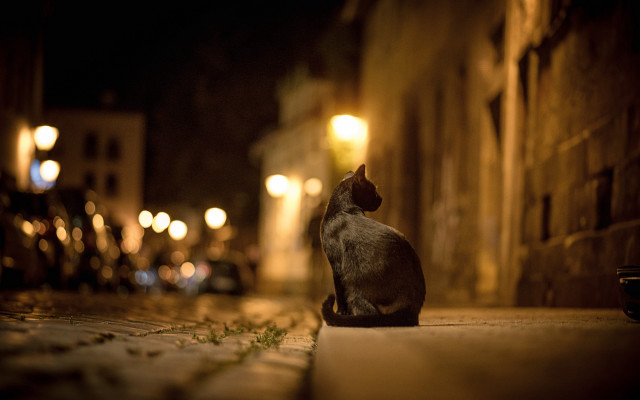 Cat street night bokeh blurry free wallpaper for desktop - medium preview image