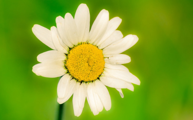 White yellow flower green background free wallpaper for desktop - medium preview image