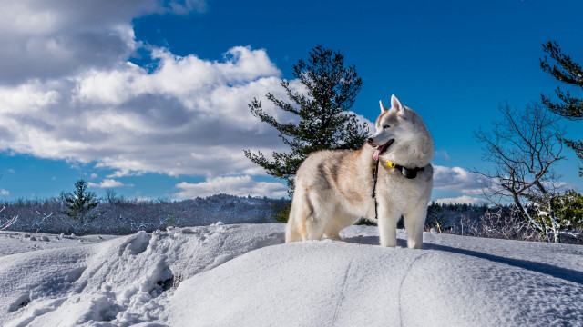 Husky snow trees blue sky free wallpaper for desktop - medium preview image