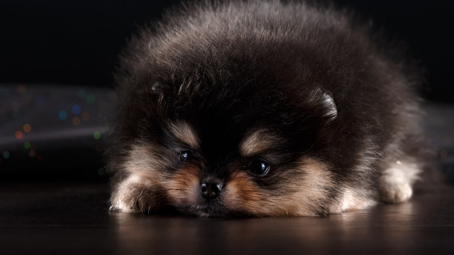 Small dog sad tired head free wallpaper for desktop - medium preview image