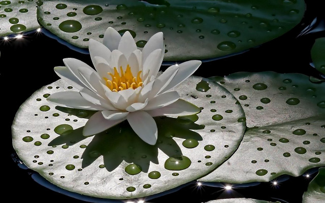 White water lily green leaves free wallpaper for desktop - medium preview image
