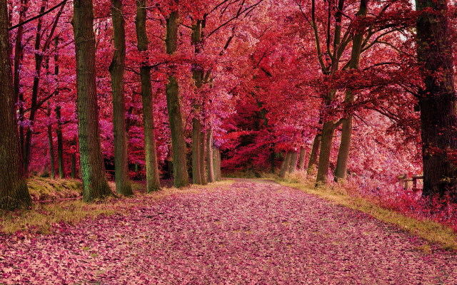 Autumn forest leaves road bare free wallpaper for desktop - medium preview image