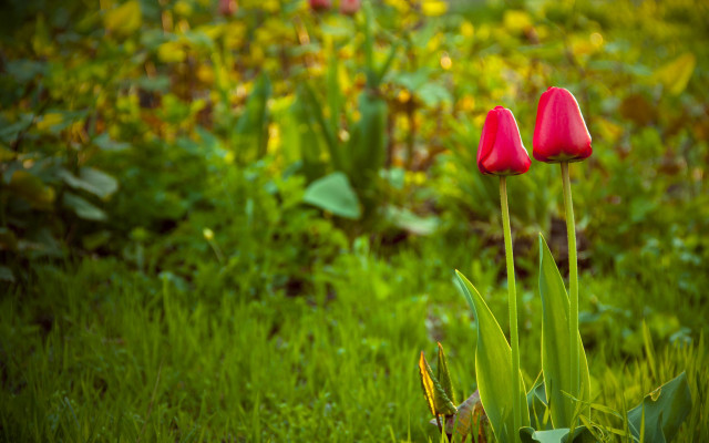 Red flowers grass bushes blurry free wallpaper for desktop - medium preview image