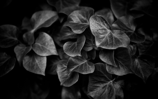 Black white plant leaves flower free wallpaper for desktop - medium preview image