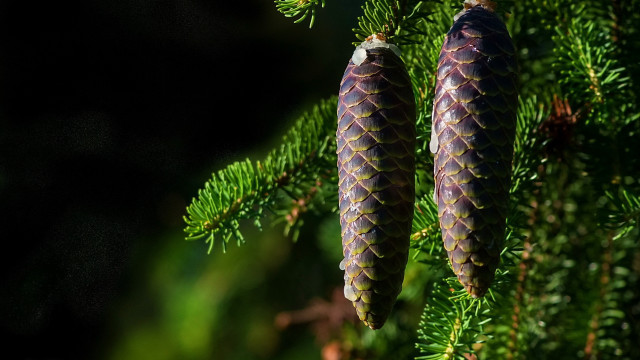 Pine needles cones macro blurry free wallpaper for desktop - medium preview image