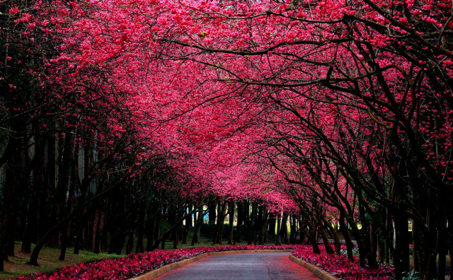 Tree lined road pink flowers #3 free wallpaper for desktop - medium preview image