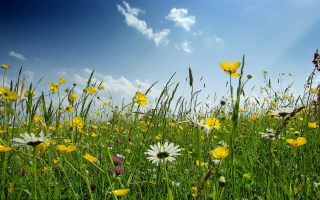 Flower field sky clouds wildflowers free wallpaper for desktop - medium preview image