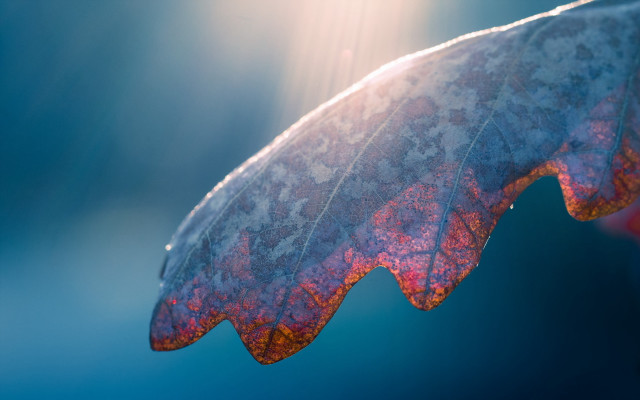 Leaf long thin translucent holography free wallpaper for desktop - medium preview image