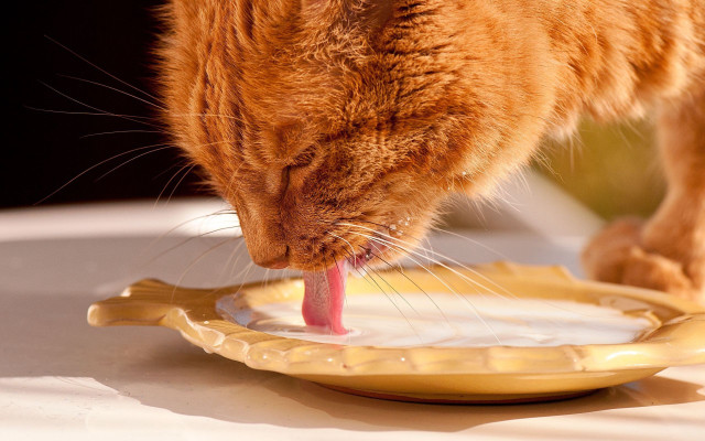 Cat licking plate toothbrush closeup free wallpaper for desktop - medium preview image