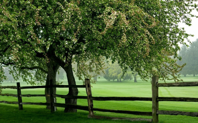 Tree fence field bush nature free wallpaper for desktop - medium preview image