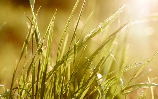 Closeup grass sunshine blurry background free wallpaper for desktop - medium preview image