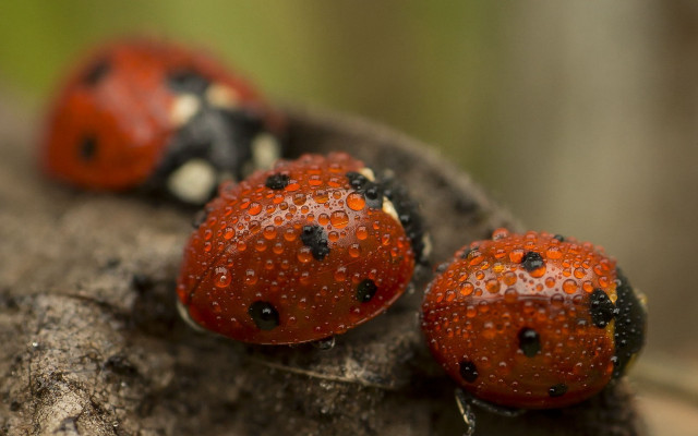 Ladybugs rock water droplets macro free wallpaper for desktop - medium preview image
