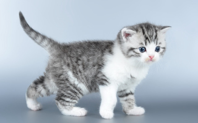 Blue eyed kitten gray background free wallpaper for desktop - medium preview image
