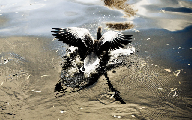 Duck wings spread water ecological free wallpaper for desktop - medium preview image