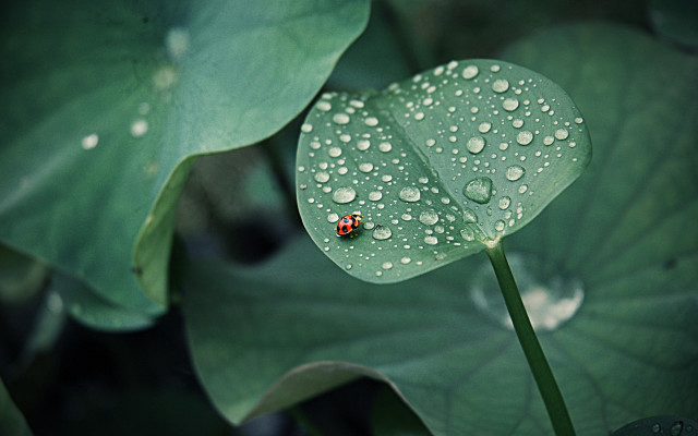 Ladybug greenleaf waterdroplets macro blurry free wallpaper for desktop - medium preview image