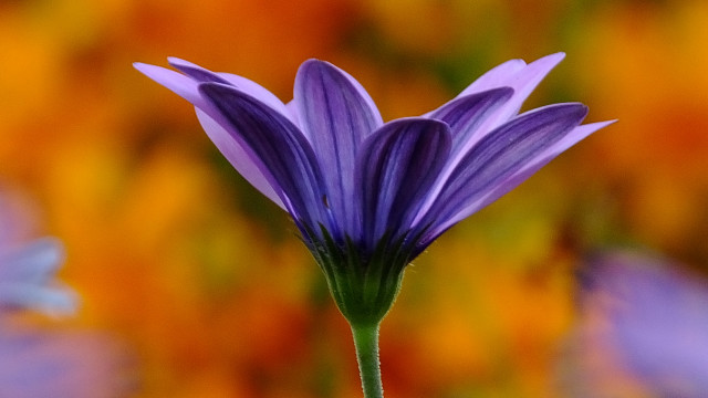 Purple flower green stem colorful free wallpaper for desktop - medium preview image