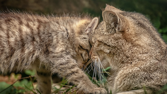 Cats playing grass biting each free wallpaper for desktop - medium preview image