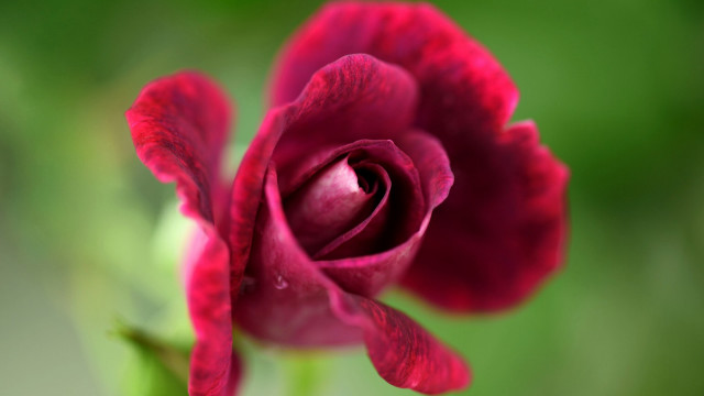 Red rose green background blurry free wallpaper for desktop - medium preview image