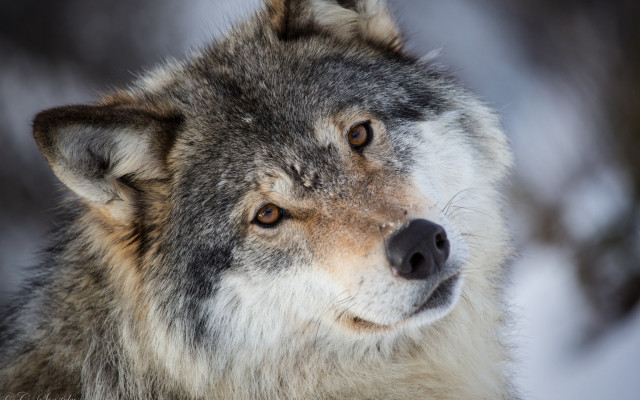 Wolf snow woods portrait photorealistic free wallpaper for desktop - medium preview image