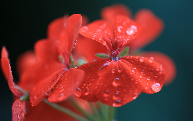 Red flower water droplets macro #4 free wallpaper for desktop - medium preview image