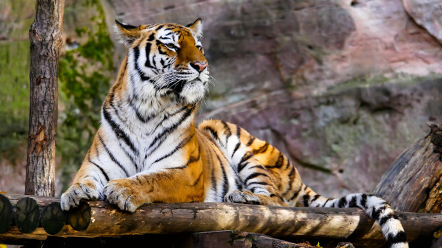 Tiger log zoo enclosure nature free wallpaper for desktop - medium preview image