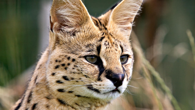 Cat portrait furry realistic blurry free wallpaper for desktop - medium preview image